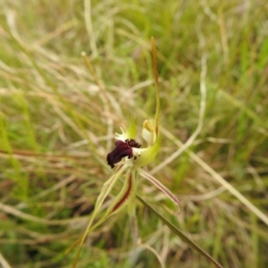 Caladenia parva at Paddys River, ACT - 23 Oct 2021