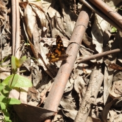 Argynnina cyrila (Forest Brown, Cyril's Brown) at Paddys River, ACT - 23 Oct 2021 by Liam.m