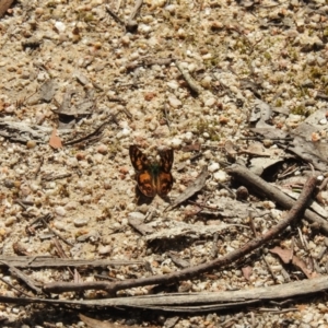 Argynnina cyrila at Paddys River, ACT - 23 Oct 2021