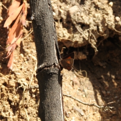 Paralucia aurifera (Bright Copper) at Tidbinbilla Nature Reserve - 22 Oct 2021 by Liam.m