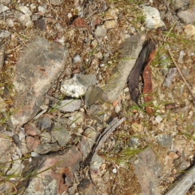 Zizina otis (Common Grass-Blue) at Tidbinbilla Nature Reserve - 22 Oct 2021 by Liam.m