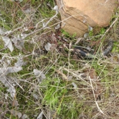 Tiliqua nigrolutea (Blotched Blue-tongue) at Carwoola, NSW - 21 Oct 2021 by Liam.m