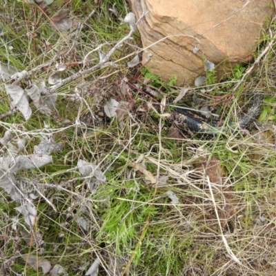 Tiliqua nigrolutea (Blotched Blue-tongue) at Carwoola, NSW - 21 Oct 2021 by Liam.m