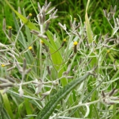 Senecio quadridentatus at Carwoola, NSW - 21 Oct 2021