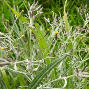 Senecio quadridentatus at Carwoola, NSW - 21 Oct 2021