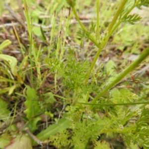 Daucus glochidiatus at Carwoola, NSW - 21 Oct 2021