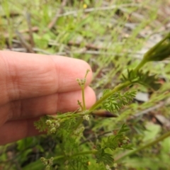 Daucus glochidiatus at Carwoola, NSW - suppressed