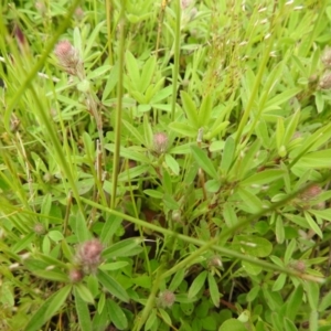 Trifolium arvense at Carwoola, NSW - 21 Oct 2021