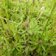 Trifolium arvense at Carwoola, NSW - 21 Oct 2021