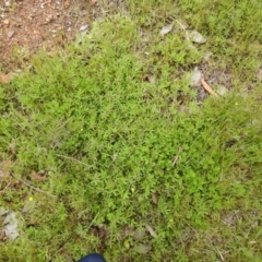 Trifolium arvense at Carwoola, NSW - 21 Oct 2021