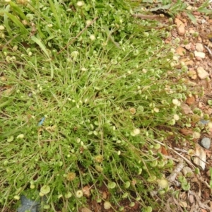 Cotula australis at Carwoola, NSW - suppressed