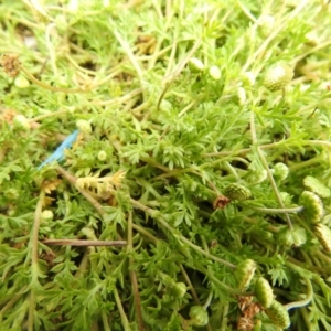 Cotula australis at Carwoola, NSW - suppressed