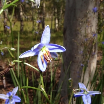 Dianella revoluta var. revoluta (Black-Anther Flax Lily) at National Arboretum Forests - 8 Nov 2020 by JanetRussell