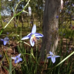 Dianella revoluta var. revoluta at Molonglo Valley, ACT - 8 Nov 2020