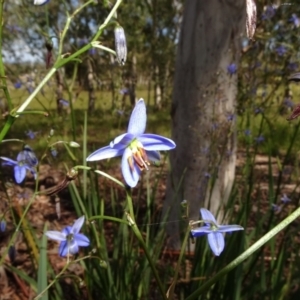 Dianella revoluta var. revoluta at Molonglo Valley, ACT - 8 Nov 2020