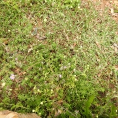 Spergularia rubra (Sandspurrey) at Carwoola, NSW - 21 Oct 2021 by Liam.m