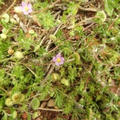 Spergularia rubra at Carwoola, NSW - suppressed