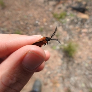 Porrostoma rhipidium at Carwoola, NSW - 21 Oct 2021