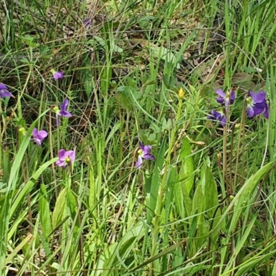 Viola betonicifolia (Mountain Violet) at Carwoola, NSW - 23 Oct 2021 by AlexJ