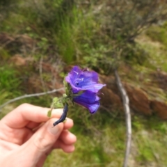 Echium plantagineum (Paterson's Curse) at Carwoola, NSW - 21 Oct 2021 by Liam.m