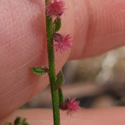 Gonocarpus tetragynus (Common Raspwort) at Albury, NSW - 23 Oct 2021 by ClaireSee