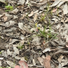 Delias harpalyce at Carwoola, NSW - suppressed