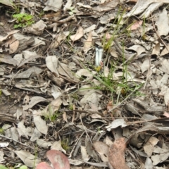 Delias harpalyce at Carwoola, NSW - suppressed