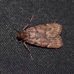 Mimaglossa nauplialis and habitalis at Wamboin, NSW - 21 Dec 2020