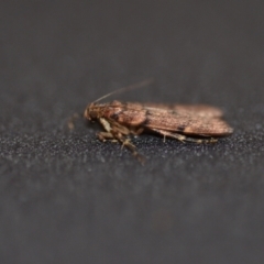 Mimaglossa nauplialis and habitalis at Wamboin, NSW - 21 Dec 2020