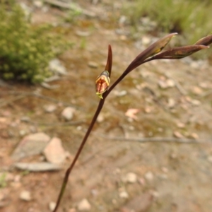 Diuris sp. at Carwoola, NSW - suppressed