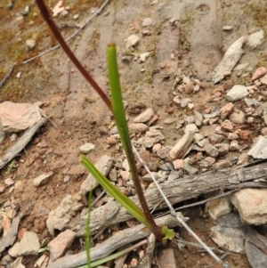 Diuris sp. at Carwoola, NSW - suppressed