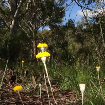 Leptorhynchos squamatus subsp. squamatus (Scaly Buttons) at National Arboretum Forests - 8 Nov 2020 by JanetRussell