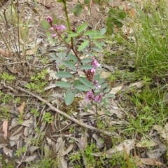 Indigofera australis subsp. australis (Australian Indigo) at Carwoola, NSW - 21 Oct 2021 by Liam.m