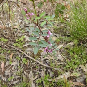 Indigofera australis subsp. australis at Carwoola, NSW - 21 Oct 2021