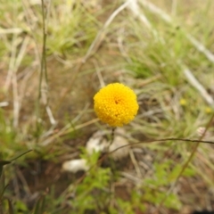 Leptorhynchos squamatus (Scaly Buttons) at Carwoola, NSW - 21 Oct 2021 by Liam.m