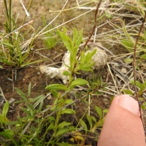 Leptorhynchos squamatus at Carwoola, NSW - suppressed