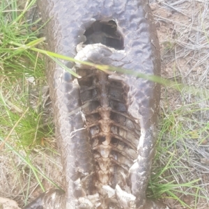 Tiliqua rugosa at Watson, ACT - 22 Oct 2021