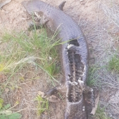 Tiliqua rugosa at Watson, ACT - 22 Oct 2021