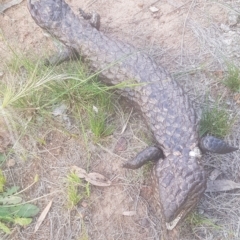 Tiliqua rugosa at Watson, ACT - 22 Oct 2021 06:36 PM