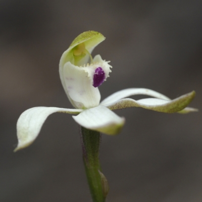 Caladenia moschata (Musky Caps) at Acton, ACT - 23 Oct 2021 by David