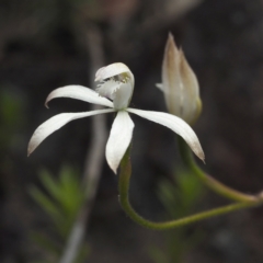 Caladenia ustulata (Brown Caps) at Point 5805 - 23 Oct 2021 by David