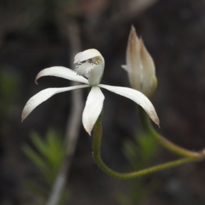 Caladenia ustulata at Point 5805 - suppressed