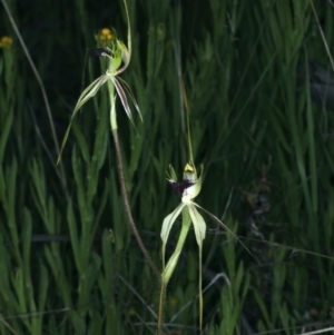 Caladenia atrovespa at Molonglo Valley, ACT - 18 Oct 2021