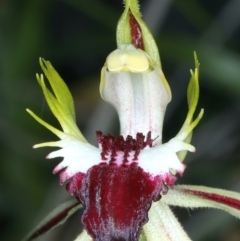 Caladenia atrovespa at Molonglo Valley, ACT - suppressed