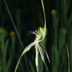 Caladenia atrovespa at Molonglo Valley, ACT - 18 Oct 2021