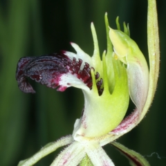 Caladenia atrovespa at Molonglo Valley, ACT - 18 Oct 2021