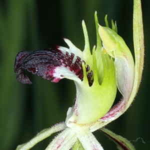 Caladenia atrovespa at Molonglo Valley, ACT - suppressed