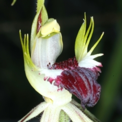 Caladenia atrovespa at Molonglo Valley, ACT - 18 Oct 2021