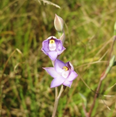 Thelymitra peniculata (Blue Star Sun-orchid) at Hawker, ACT - 23 Oct 2021 by sangio7