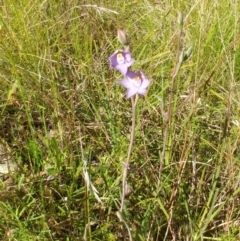 Thelymitra peniculata at Hawker, ACT - 23 Oct 2021